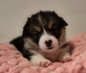 Welsh corgi pembroke - 10