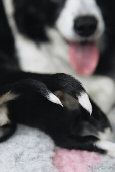 Štěňata border kolie s PP - 10