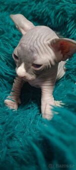Koťátka kanadského sphynxe bez PP - 10