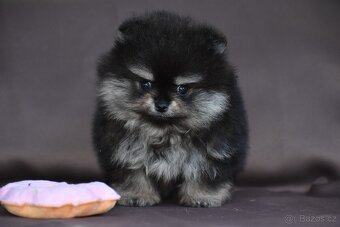 Pomeranian - 10