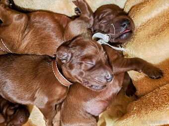 Irský setr, štěňata s PP - 10