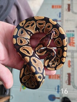 Krajta královská/python regius - 10