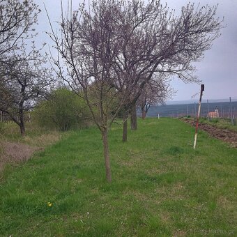 vinohrad - sad - 10