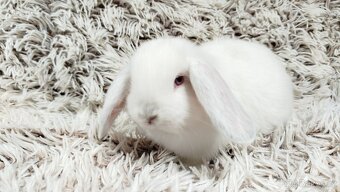 Zakrslý beránek, králíček, králík - MOLLY - 10