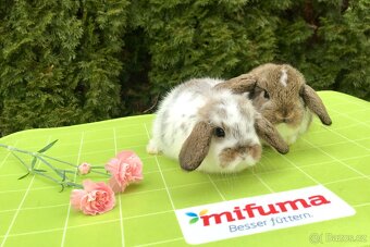 Mini mláďátka zakrslých králíčků přímo od chovatele - 10