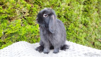 Zakrslý beránek, králíček, králík - ELLA - 10