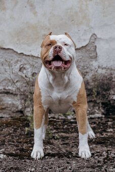 American bully - krytí - 10
