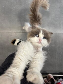 Kocour Ragdoll s PP, 3letý, zdravý, čistotný, mazlivý, kastr - 10