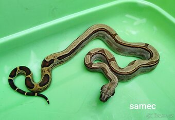 Hroznýš Královský (boa constrictor) - 10