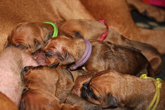 Rhodéský Ridgeback - štěňátka s PP - 10