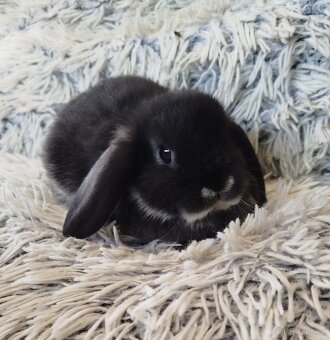 Minilop - anglický zakrslý beránek s VP - 10