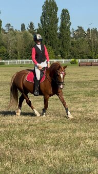 WPBR kobyla i pro začátečníky - 10