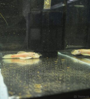 Akvarijní rybičky různé druhy - 10