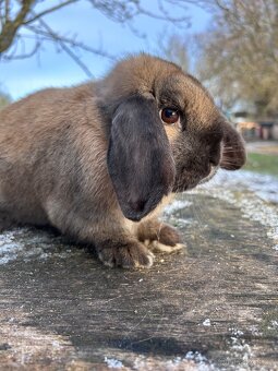 Zakrslý beránek - 10