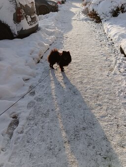 Pomeranian s PP - 10