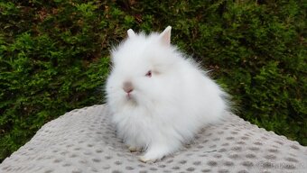 Zakrslý králík, králíček -(TEDDY)-ONŘEJ A OTA - 10