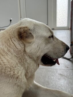 Středoasijský pastevecký pes - SAO - 10