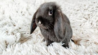 Zakrslý beránek, králík, králíček - PEGGY - 10