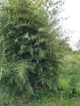 Prodam bambus Phyllostachys atrovaginata - 10