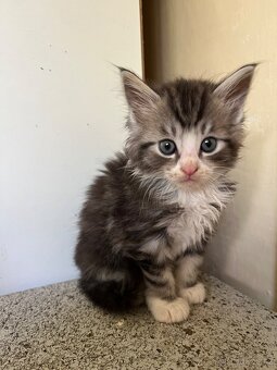 Maine coon mačiatka - 10