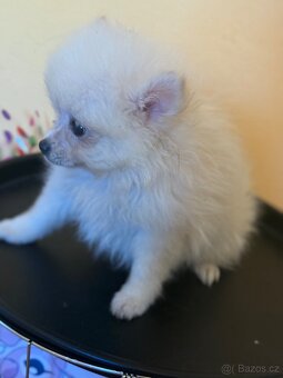 Pomeranian - 10