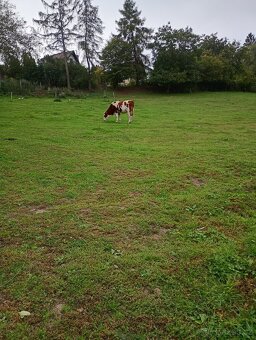 Zahrada v intravilánu obce, výměra: 7.428 m2. - 10