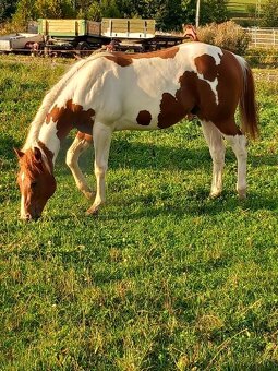 Nabízím připouštění plemeným hřebcem APH - 10