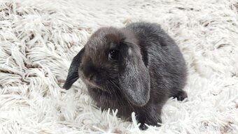 Zakrslý beránek, králíček, králík - BIBI - 10