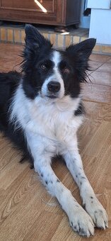 Krytí border kolie bez Pp - 10