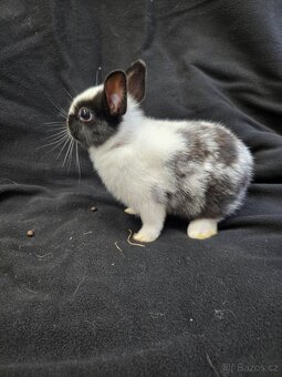 Mláďata zakrslých králíků - 10