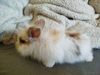 mlaďata Minilop - 10