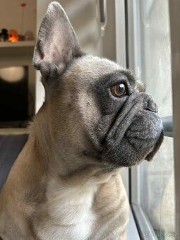 Francouzsky buldoček ke kryti - 10