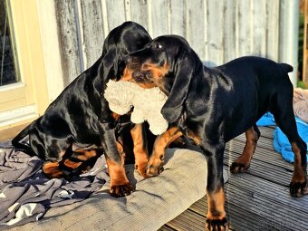 Black and Tan Coonhound - 10