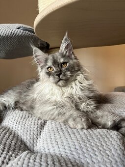 Mainská mývalí kočka s PP - 10