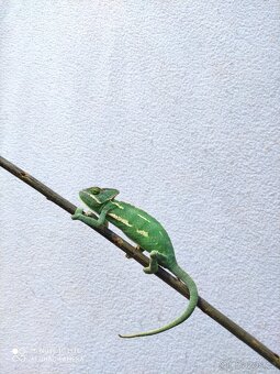 chameleon jemenský, terárium - 10
