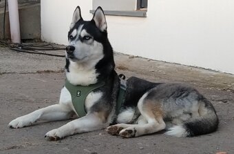 Sibiřský husky bez PP - poslední 3 kluci - 10