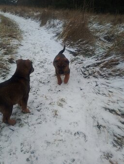 Německý ovčák kříženec - 10