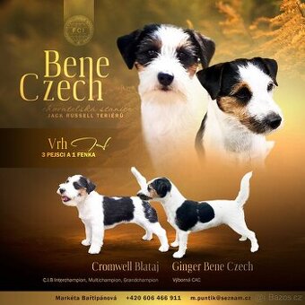 Štěňátko - pejsek Jack Russell Teriéra s PP - 10
