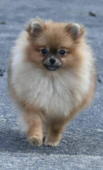 Štěňata pomeraniana - 10