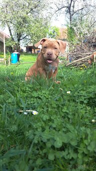 American Bully standard - k odběru - 10