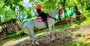 Predám kobylku Shagya Arab má 14r výška 175cm má pás a pôvod - 10