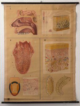 Staré školní plakáty anatomické (různé druhy) - 10