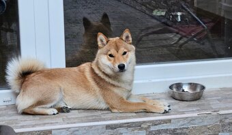 Nabídka kryti- Shiba inu s FCI PP - 10