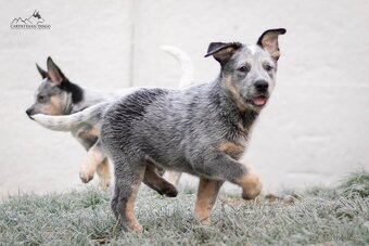 Australský honácký pes - s PP - 10