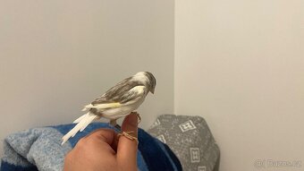 Prodám kanárka samička - 10