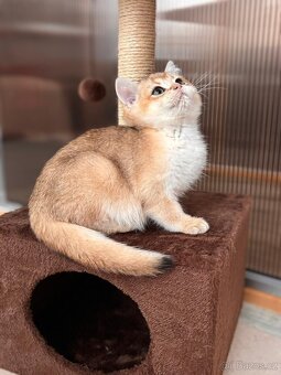 Zlata cincila, britsky kluk s PP-BRI ny11, k odbery hned - 10