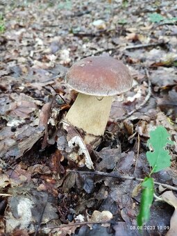 PRAVÉ BÍLÉ HŘIBY - kvalitní sušené houby s osvědčením - 10