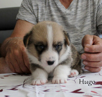 Welsh corgi cardigan - 10