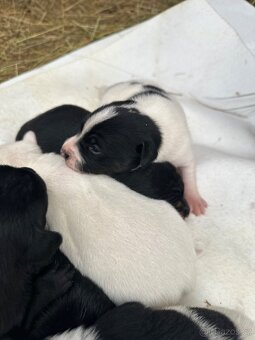 Německý pinč - 10