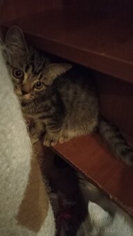 Britská koťátka  s PP - 10